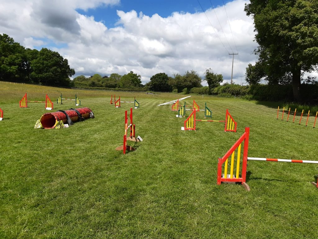 Dog agility - dog jumping