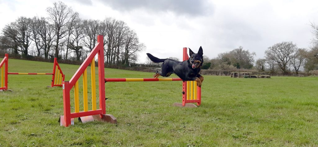 dog jumping doing dog agility