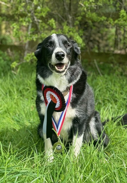 Dog Badger with his agility training show medal